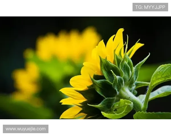 利用开运网站登录提升个人运势，开启属于你的幸运人生